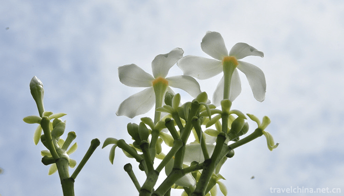 south-china-botanical-garden-2