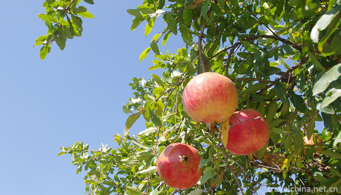 Guanshi-Pomegranate-Garden-Eco-cultural-Tourist-Area-2