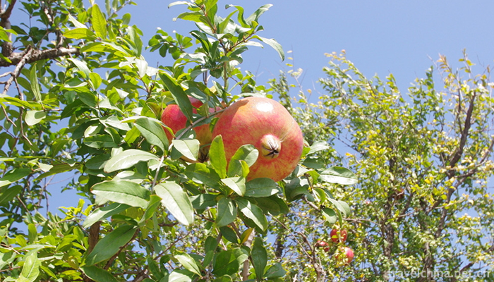 Guanshi-Pomegranate-Garden-Eco-cultural-Tourist-Area-3
