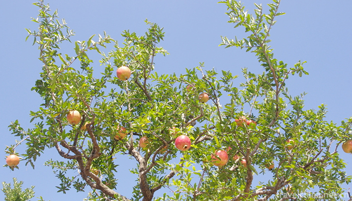 Guanshi-Pomegranate-Garden-Eco-cultural-Tourist-Area-1