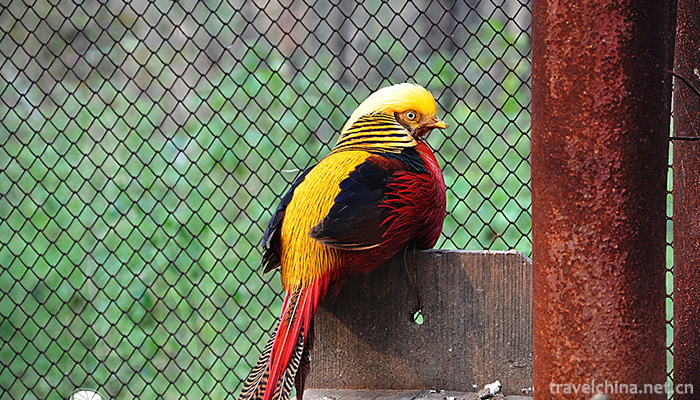 Beijing-Wildlife-Park-15