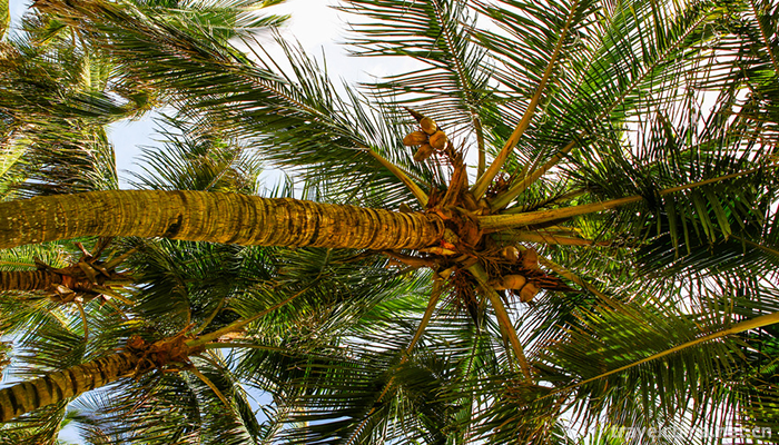 Silver-Beach-6
