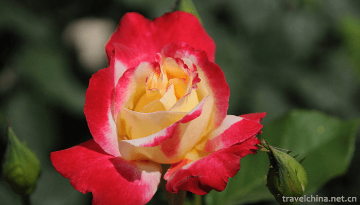 Beijing-World-Flower-Garden-4