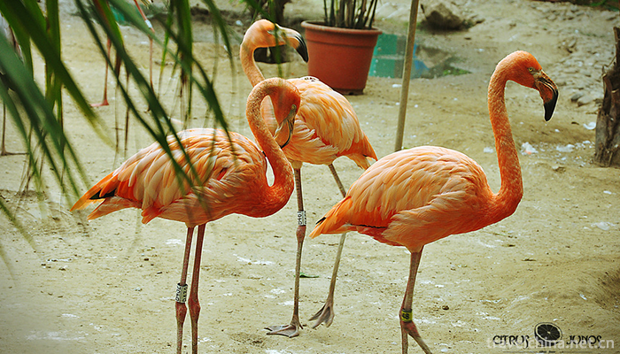Beijing-Wildlife-Park-1
