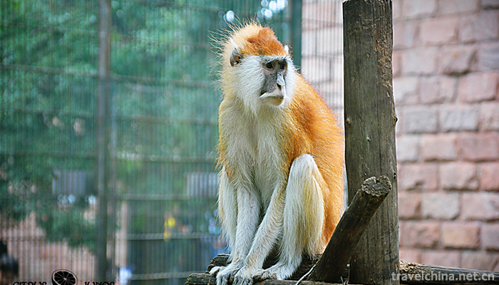 Beijing-Wildlife-Park-7