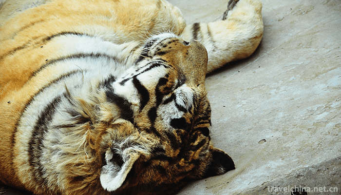 Beijing-Wildlife-Park-11