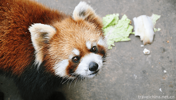 Beijing-Wildlife-Park-12