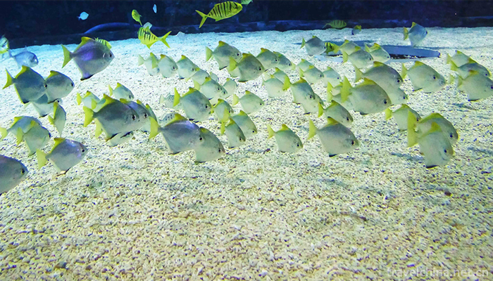 Beijing-Ocean-Hall-4