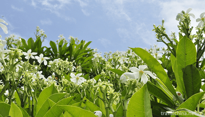 south-china-botanical-garden-3