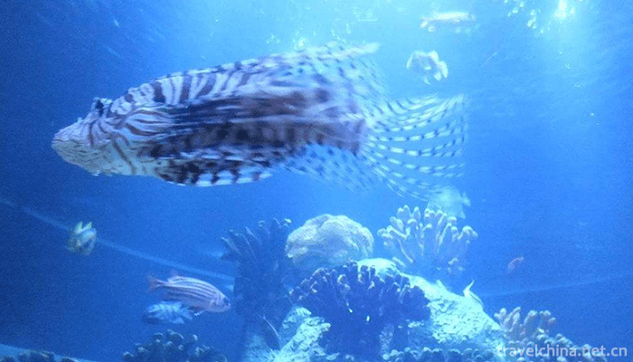 Beihai-Seabed-World-1