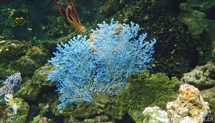 Beijing-Ocean-Hall-2