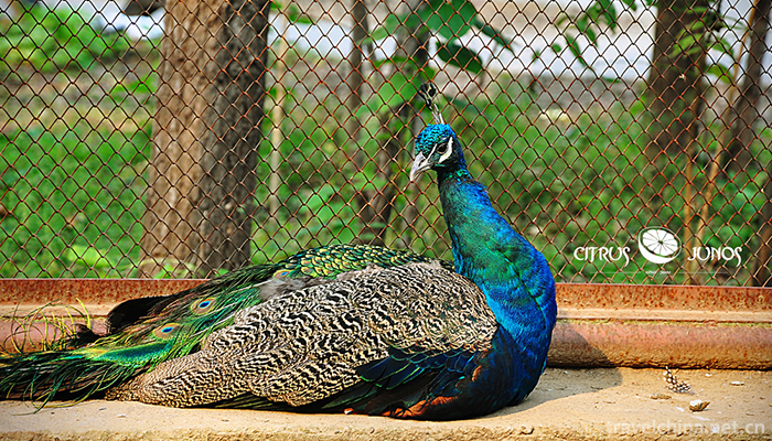 Beijing-Wildlife-Park-5