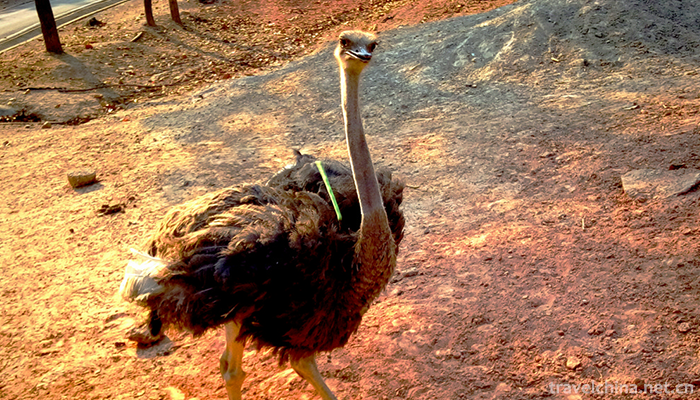 Nanning-Zoo-4