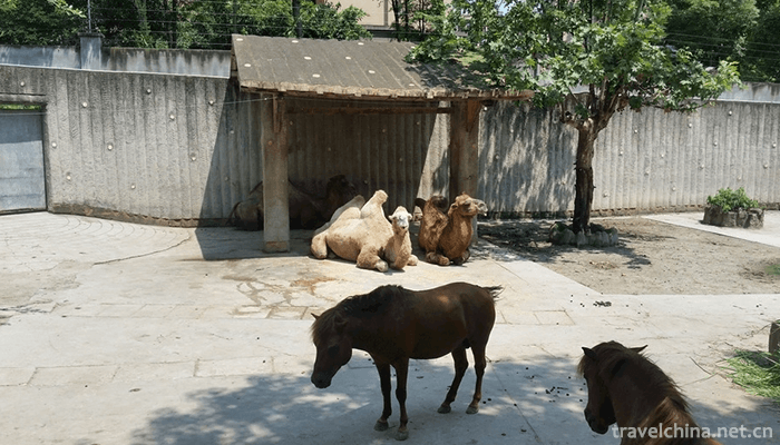 Nanning-Zoo-1