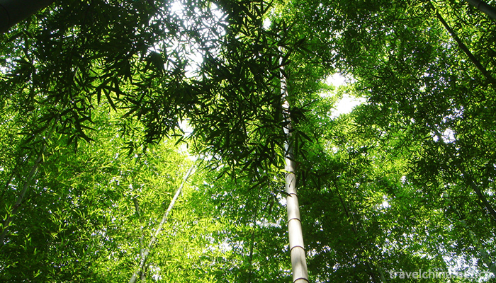 Nanshan-Bamboo-Sea-Scenic-Area-1