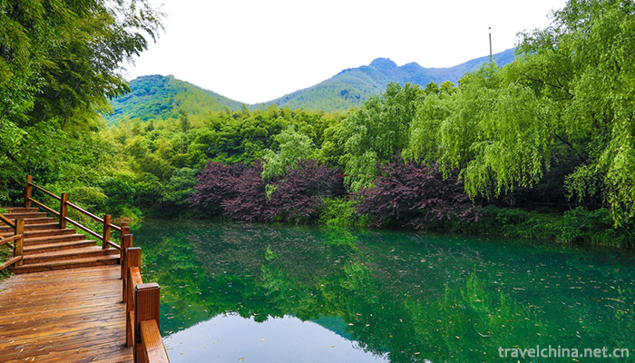 Nanshan-Bamboo-Sea-Scenic-Area-6