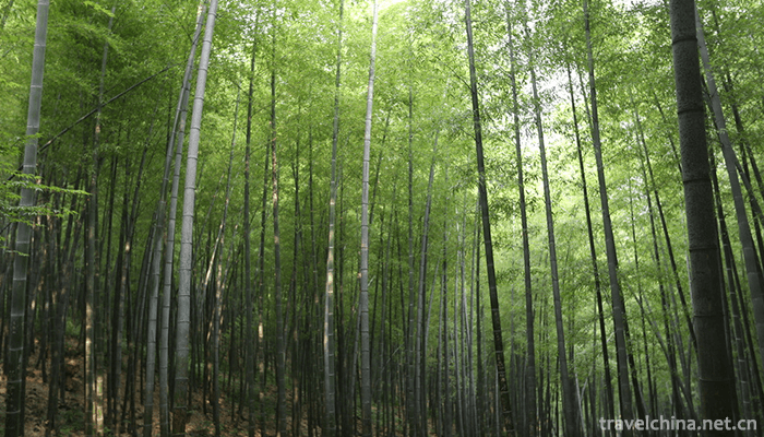 Nanshan-Bamboo-Sea-Scenic-Area-2