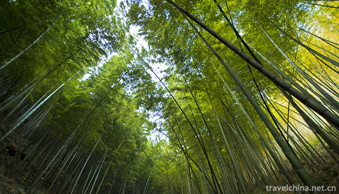 Nanshan-Bamboo-Sea-Scenic-Area-8