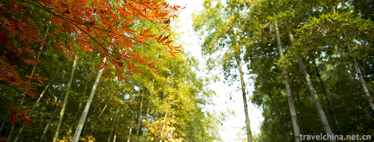 Nanshan Bamboo Sea Scenic Area 