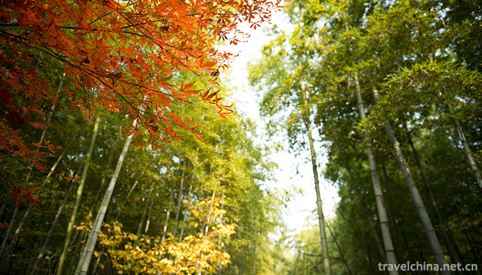 Nanshan-Bamboo-Sea-Scenic-Area-5