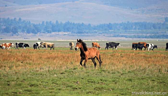 Bashang-grassland-6