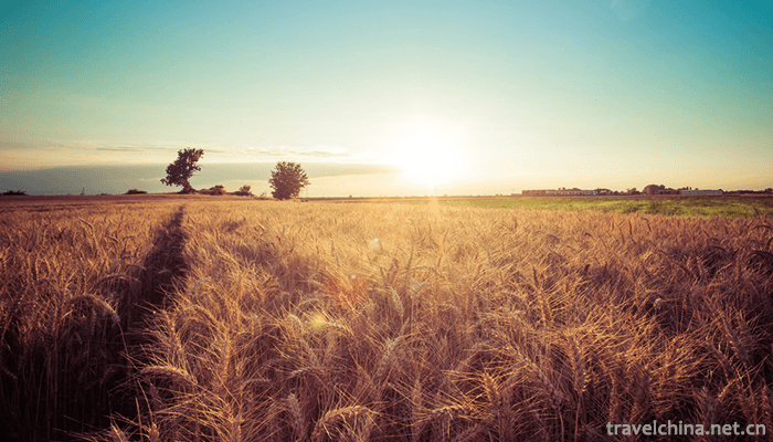 Bashang-grassland-2