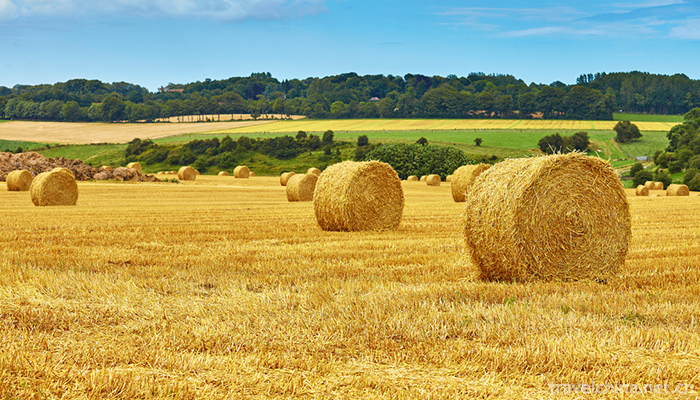 Bashang-grassland-1