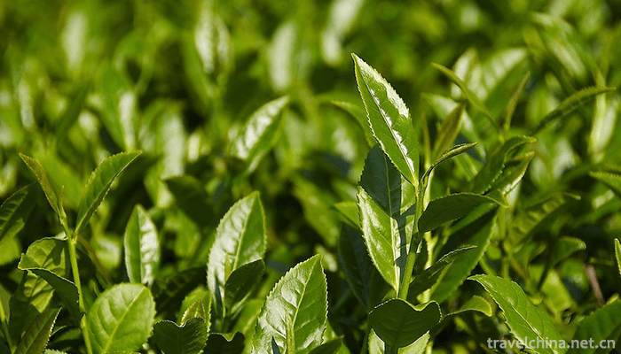 Anxi-Tea-Grand-View-Garden-7
