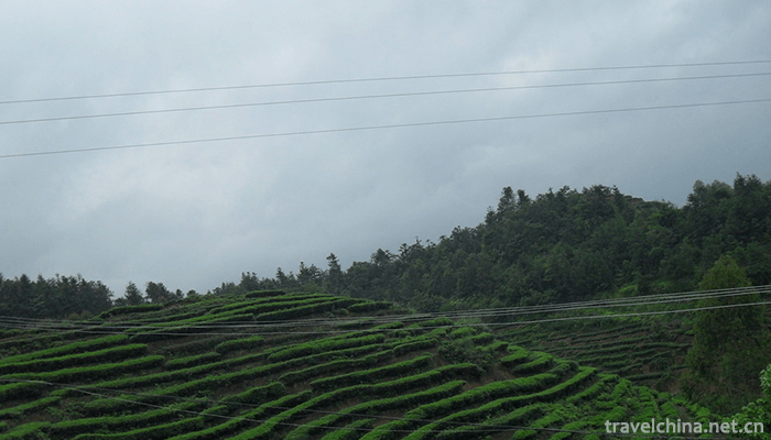 Anxi-Tea-Grand-View-Garden-9