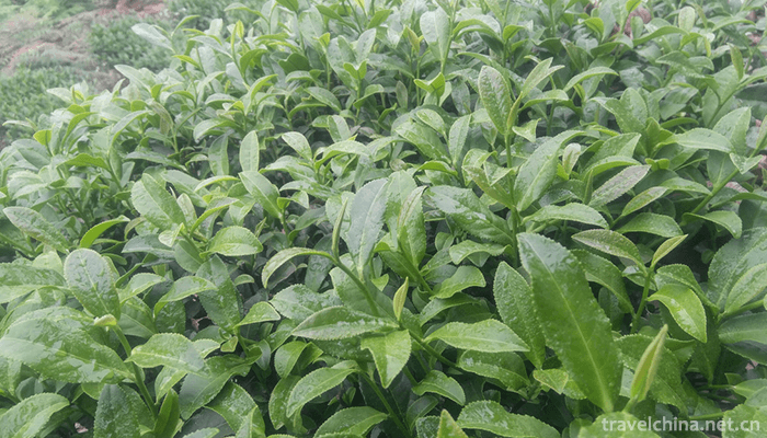 Anxi-Tea-Grand-View-Garden-2
