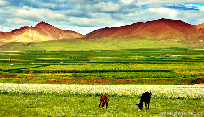 Bayinbrook-Grassland-Scenic-Area-1