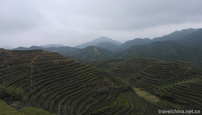 Anxi-Tea-Grand-View-Garden-1