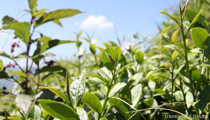 Anxi-Tea-Grand-View-Garden-5