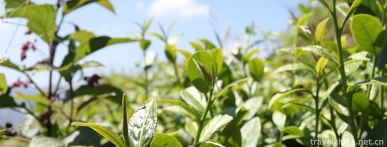 Anxi Tea Grand View Garden 