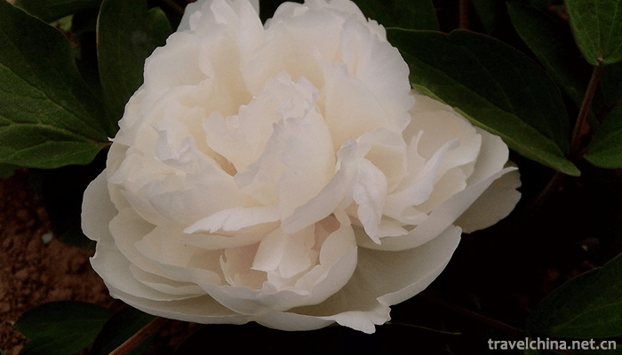 Caozhou-Peony-Garden-4