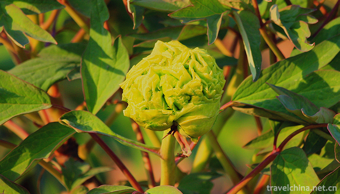 Caozhou-Peony-Garden-2