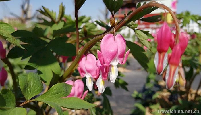 Caozhou-Peony-Garden-1