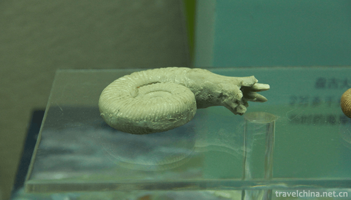 Chengjiang-biota-7