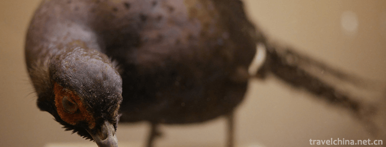 Chaoyang Bird Fossil National Geological Park 