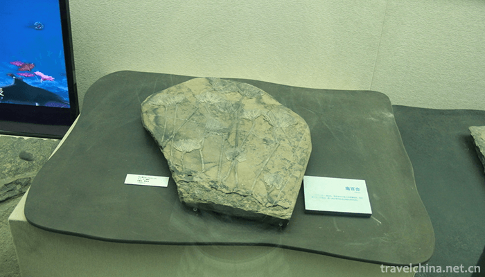 Chengjiang-biota-3