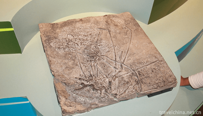 Chengjiang biota 2