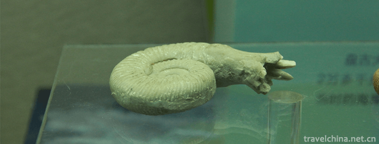 Chengjiang biota 