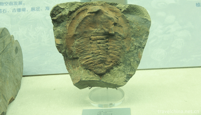 Chengjiang biota 1