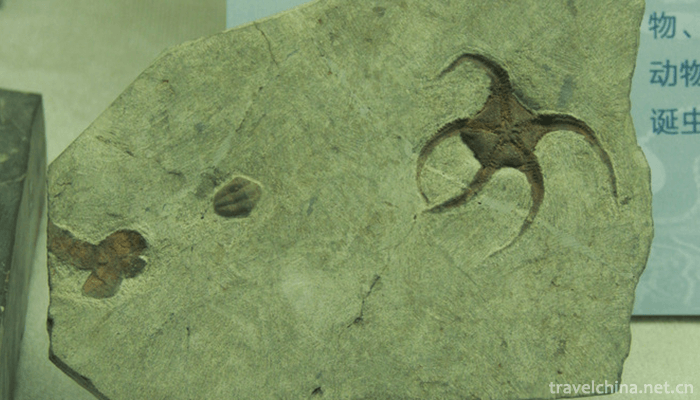 Chengjiang-biota-6