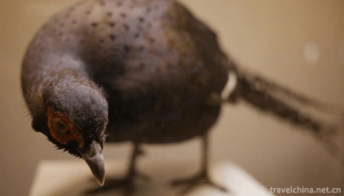 Chaoyang-Bird-Fossil-National-Geological-Park-1