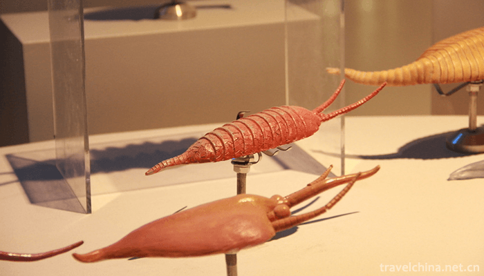 Chengjiang-biota-5