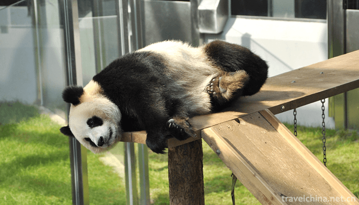 dalian-forest-zoo-6