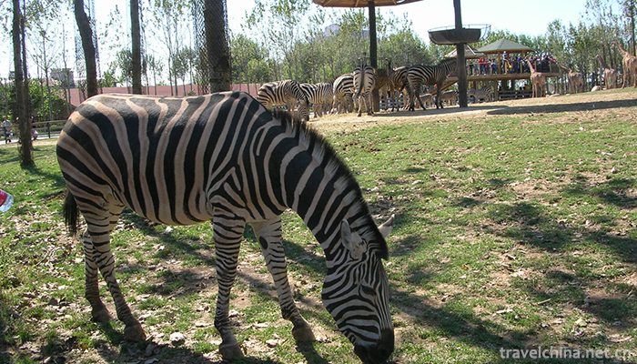 dalian-forest-zoo-5