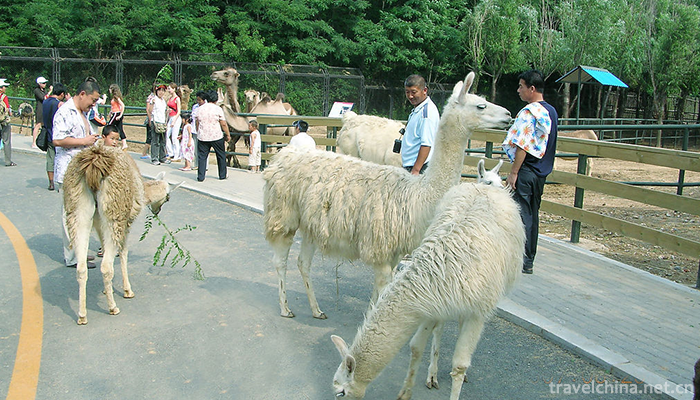 dalian-forest-zoo-4