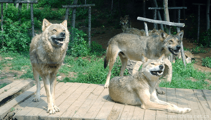 dalian-forest-zoo-3